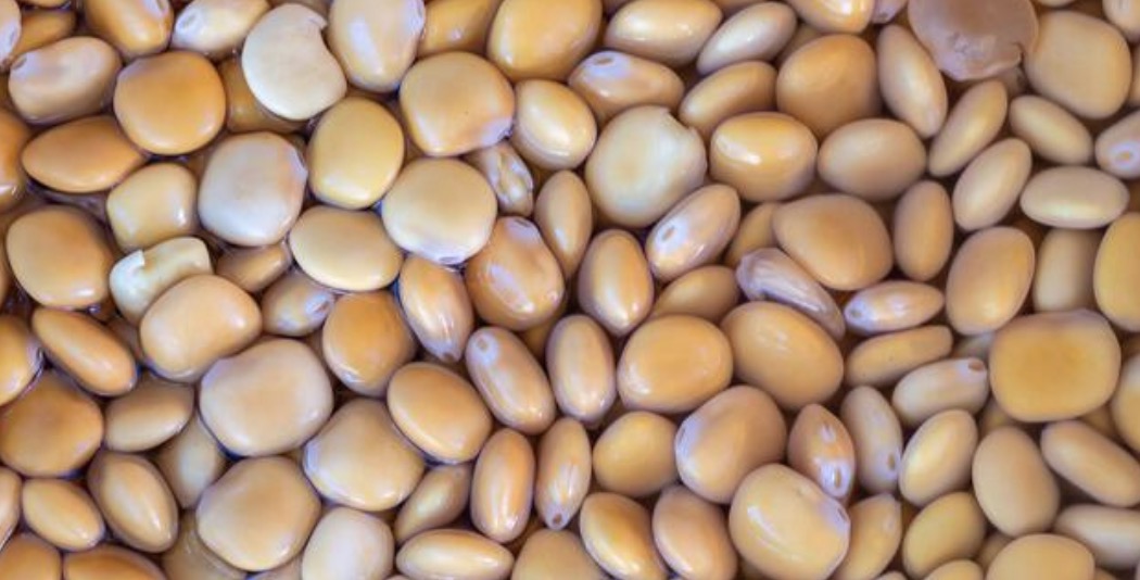 Ethiopian Lupin beans